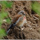 --- Bluthänfling --- ( Carduelis cannabina )