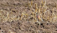 Bluthänfling Dokubild 2