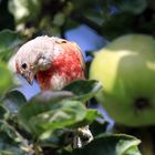 Bluthänfling im Apfelbaum