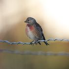 Bluthänfling im eigenen Garten