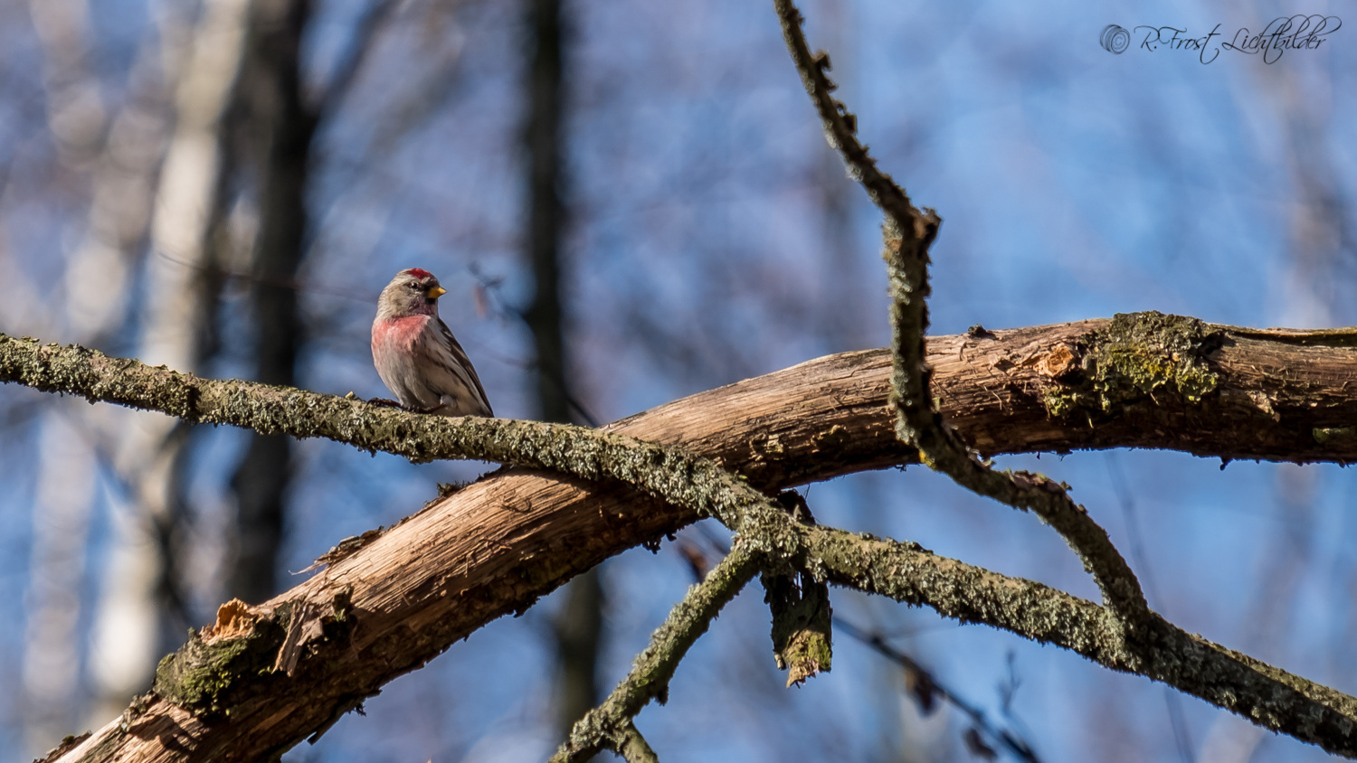 Bluthänfling im Wald