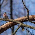 Bluthänfling im Wald