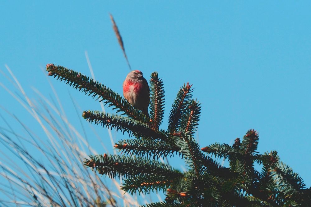 Bluthänfling in den Nordsee-Dünen von Vejlby Klit (Midtjylland, DK)