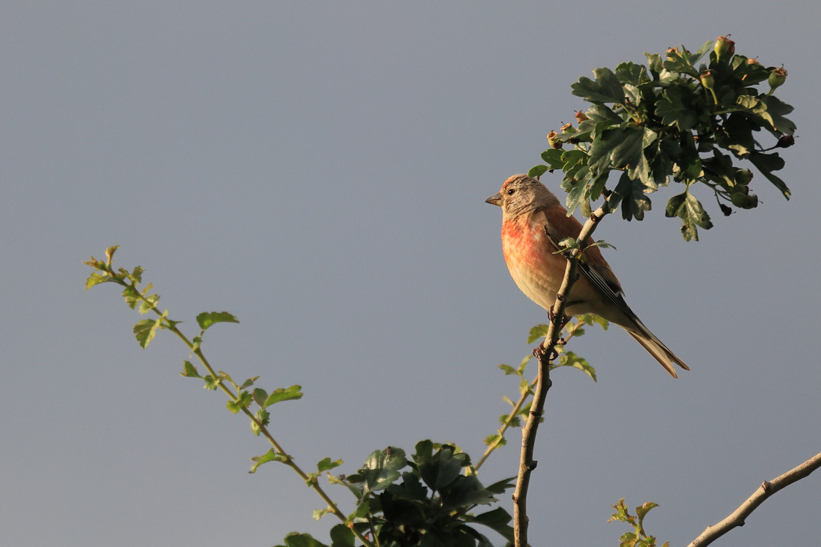 Bluthänfling in der Abendsonne