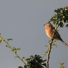 Bluthänfling in der Abendsonne