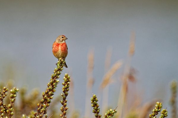 Bluthänfling leuchtend rot