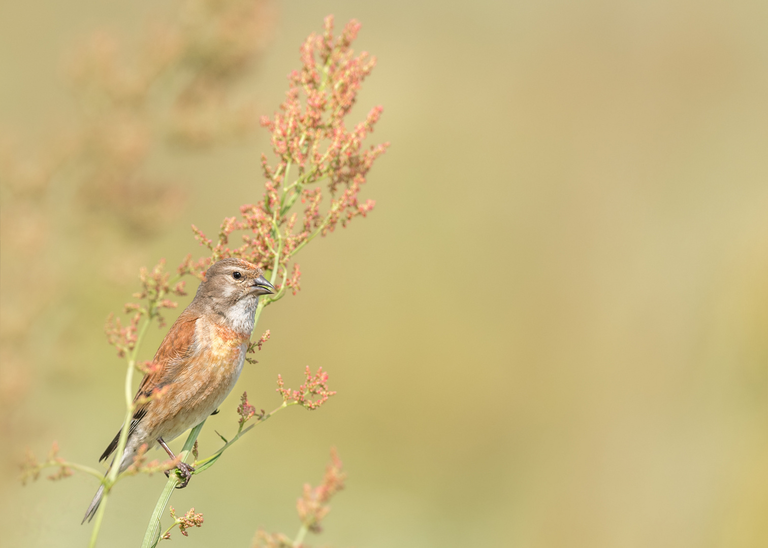 Bluthänfling (Linaria cannabina, Syn.: Carduelis cannabina)