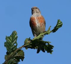 Bluthänfling Männchen