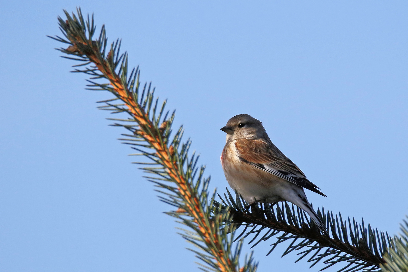 Bluthänfling - Männchen -  Carduelis cannabina