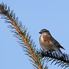 Bluthänfling - Männchen -  Carduelis cannabina