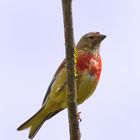 Bluthänfling masc. (Linaria cannabina), Common linnet, Pardillo común