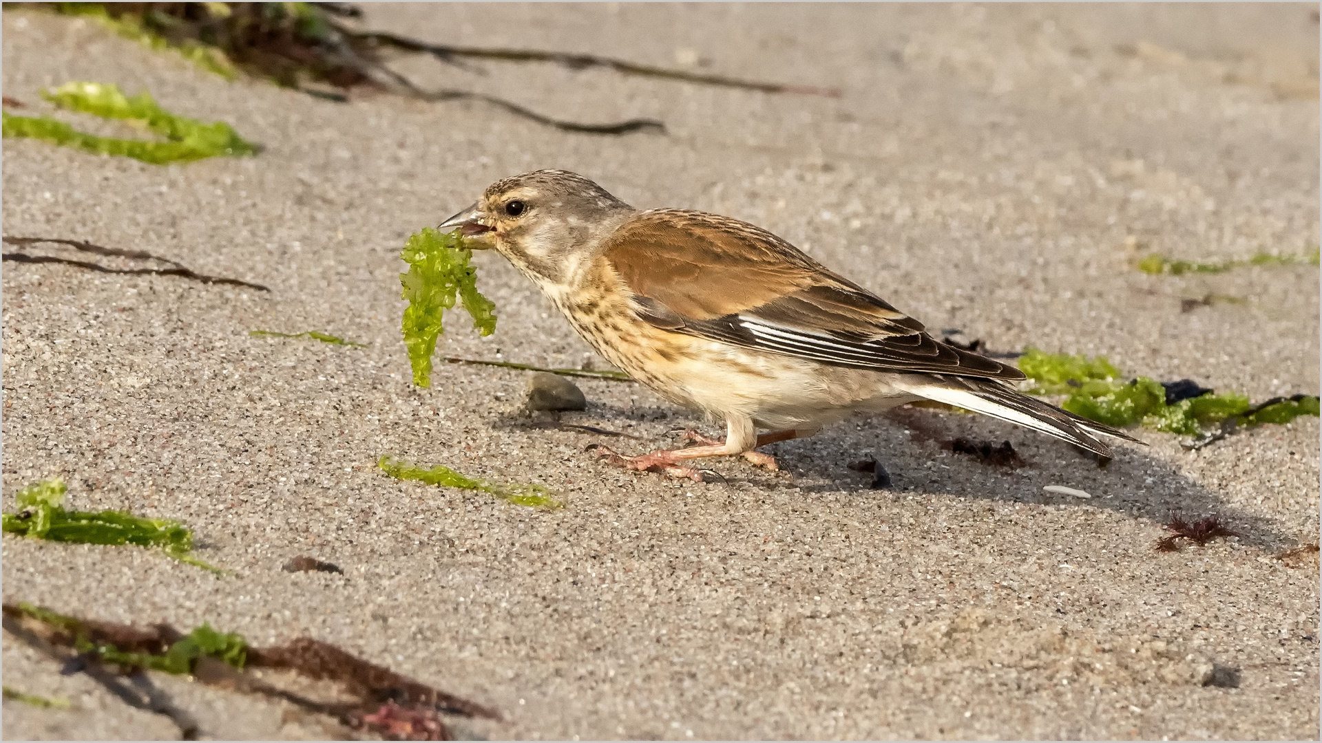 Bluthänfling mit Seegras im Schnabel  .....