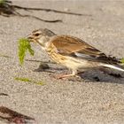 Bluthänfling mit Seegras im Schnabel  .....