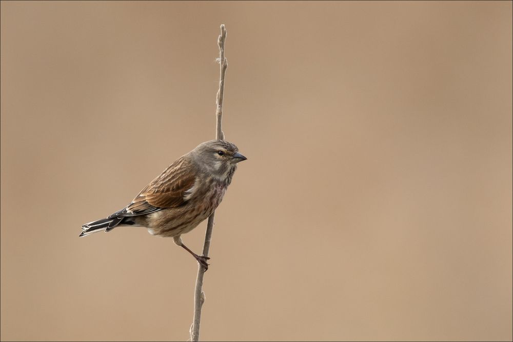 Bluthänfling, Weibchen