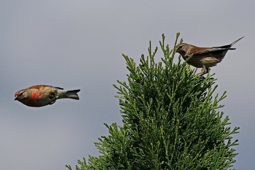 Bluthänflinge zu Besuch in unseren Garten