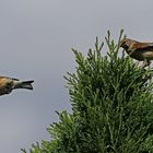 Bluthänflinge zu Besuch in unseren Garten