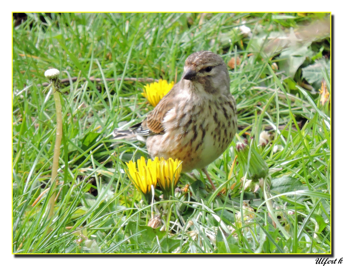 Bluthänfling,weiblich ; Carduelis cannabina female.