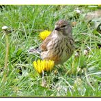 Bluthänfling,weiblich ; Carduelis cannabina female.