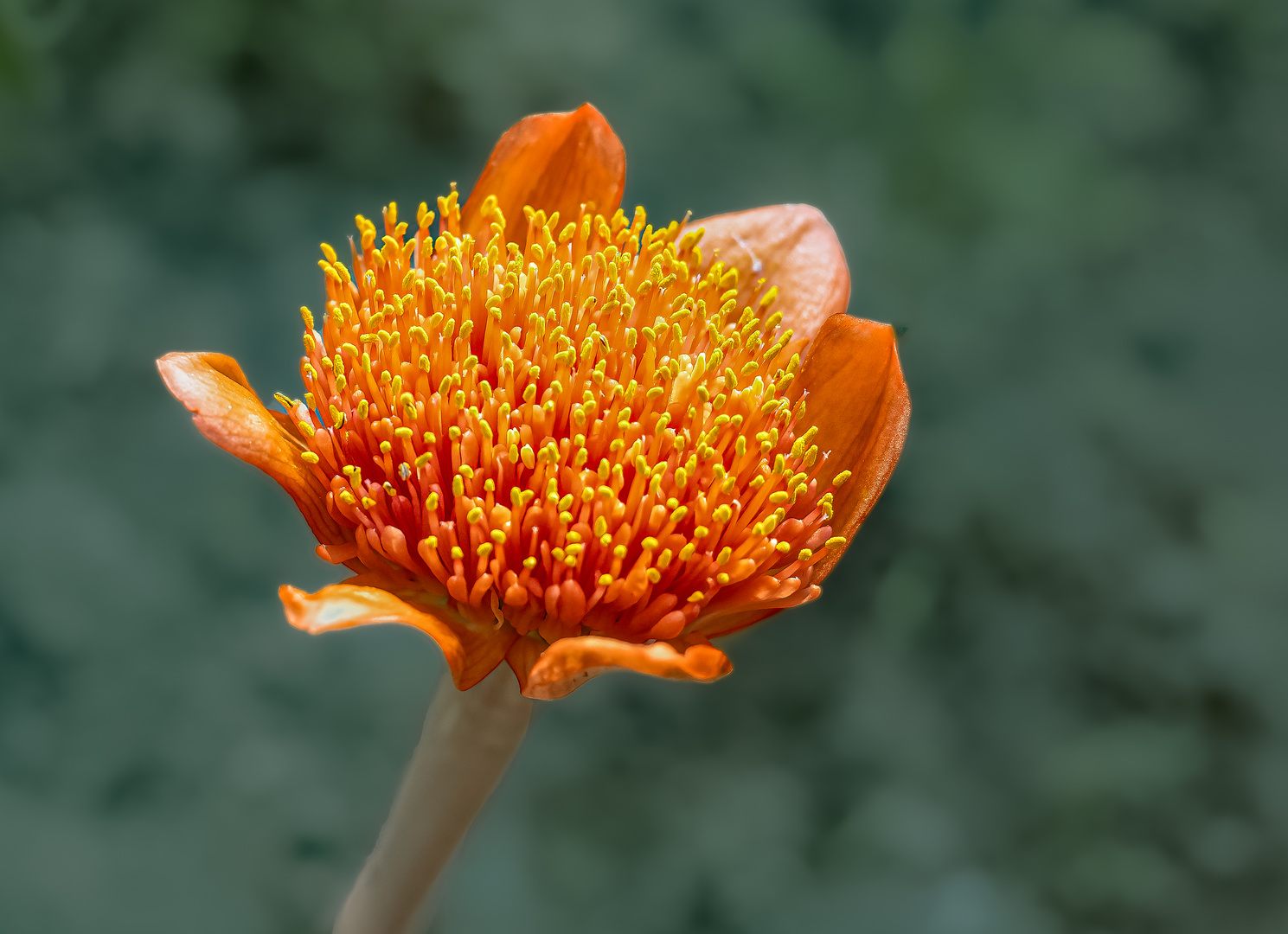 Blutlilie (Haemanthus coccineus)