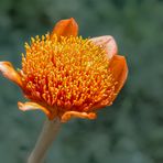 Blutlilie (Haemanthus coccineus)