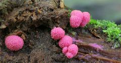 Blutmilchpilz (Lycogala epidendrum)