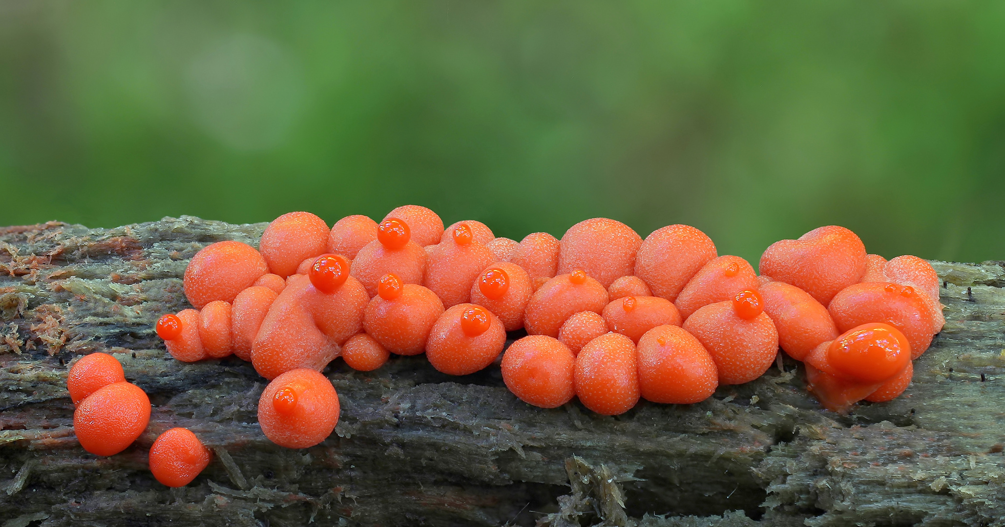 Blutmilchpilz (Lycogala epidendrum)