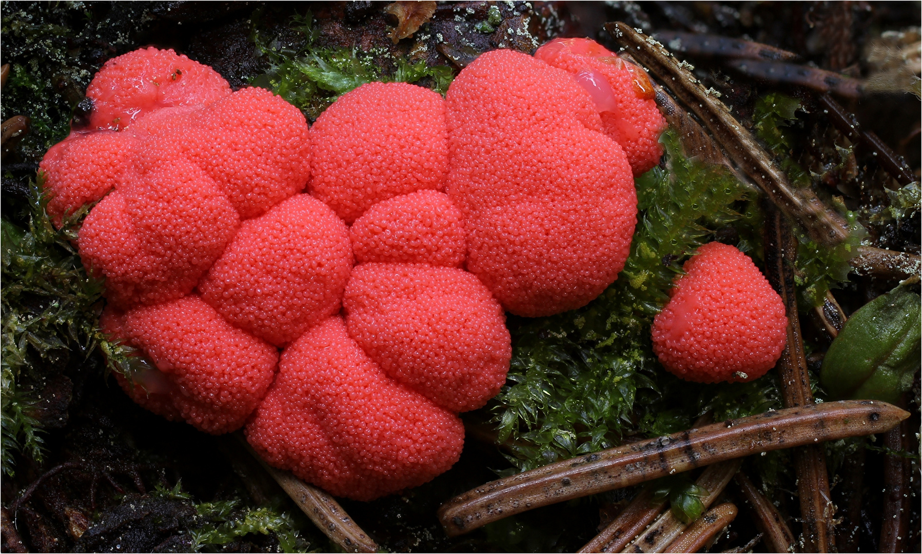 Blutmilchpilz (Lycogala epidendrum)