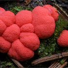 Blutmilchpilz (Lycogala epidendrum)