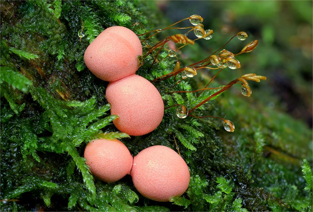 Blutmilchpilz (Lycogala epidendrum)