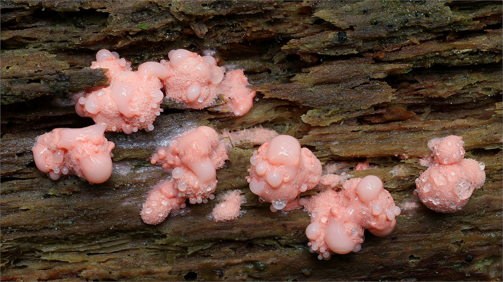 Blutmilchpilz (Lycogala epidendrum) 