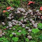 Blutmilchpilz (Lycogala epidendrum)