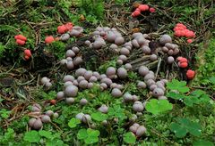 Blutmilchpilz (Lycogala epidendrum)