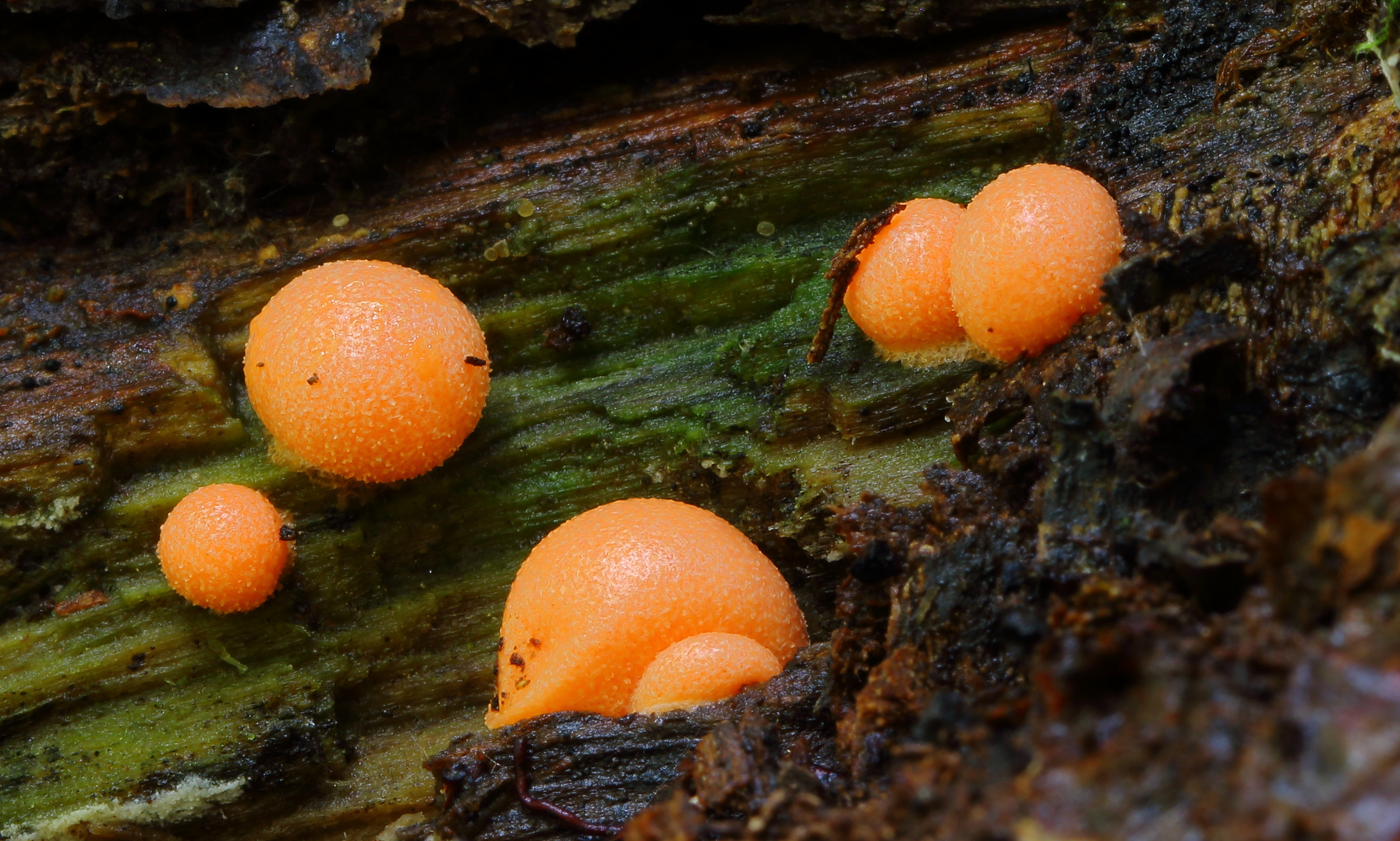 Blutmilchpilz/ Lycogala epidendrum