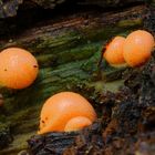 Blutmilchpilz/ Lycogala epidendrum