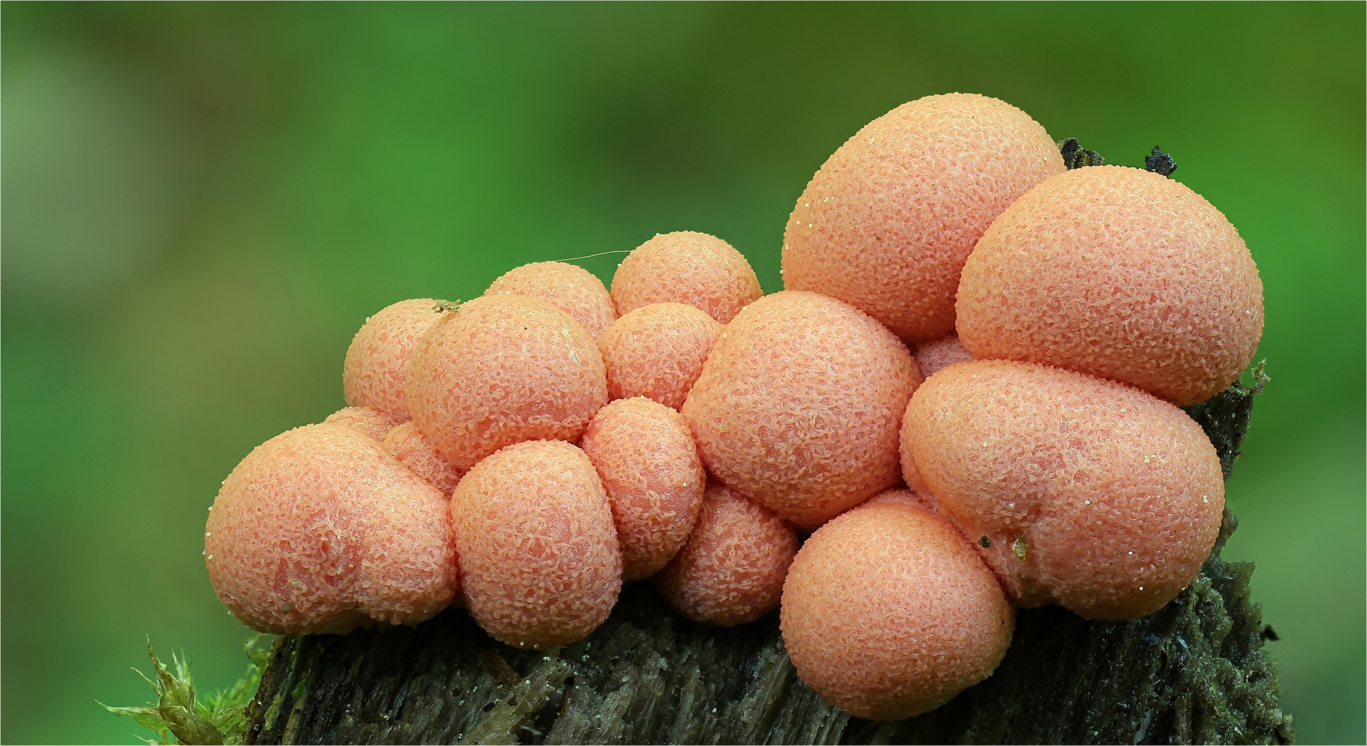 Blutmilchpilz (Lycogala epidendrum)