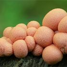 Blutmilchpilz (Lycogala epidendrum)