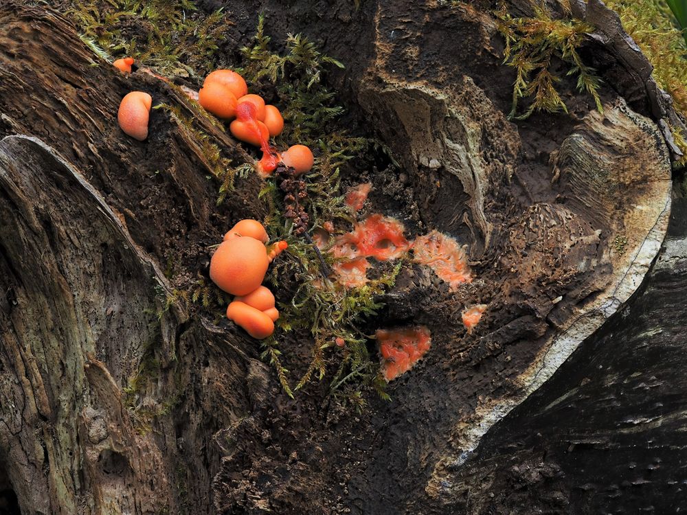 Blutmilchpilz (Lycogala epidendrum)