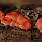 Blutmilchpilz (Lycogala epidendrum)