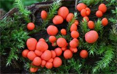 Blutmilchpilz (Lycogala epidendrum)