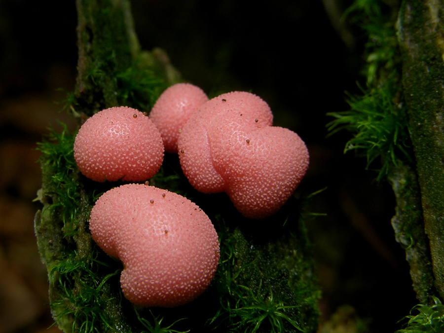 Blutmilchpilz (Lycogala epidendrum)