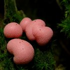 Blutmilchpilz (Lycogala epidendrum)