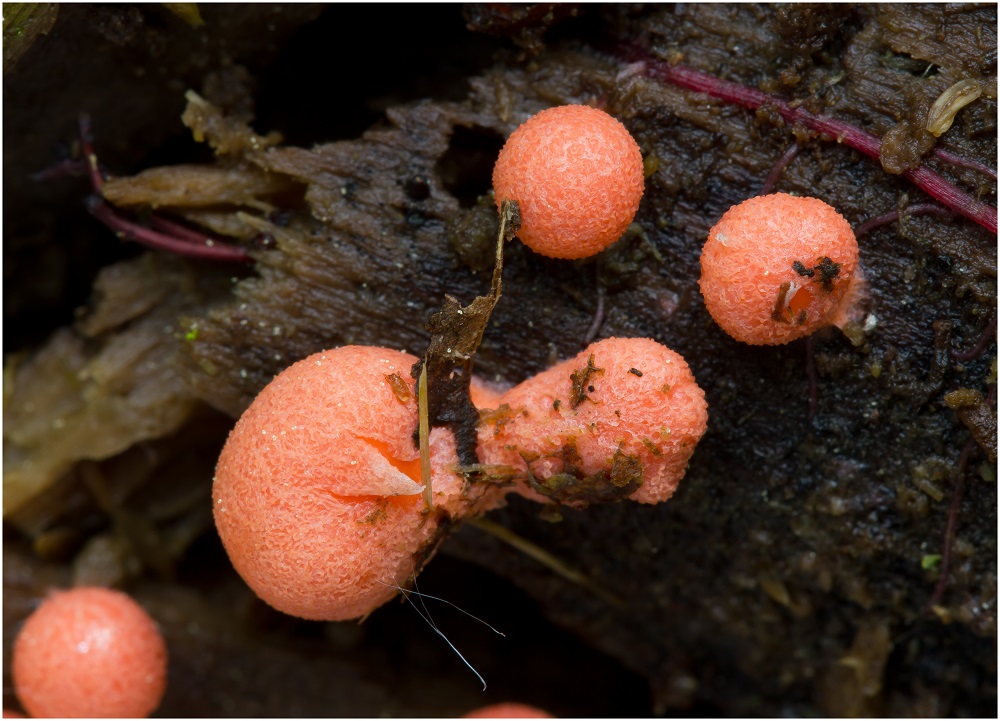 Blutmilchpilz (Lycogala epidendrum)