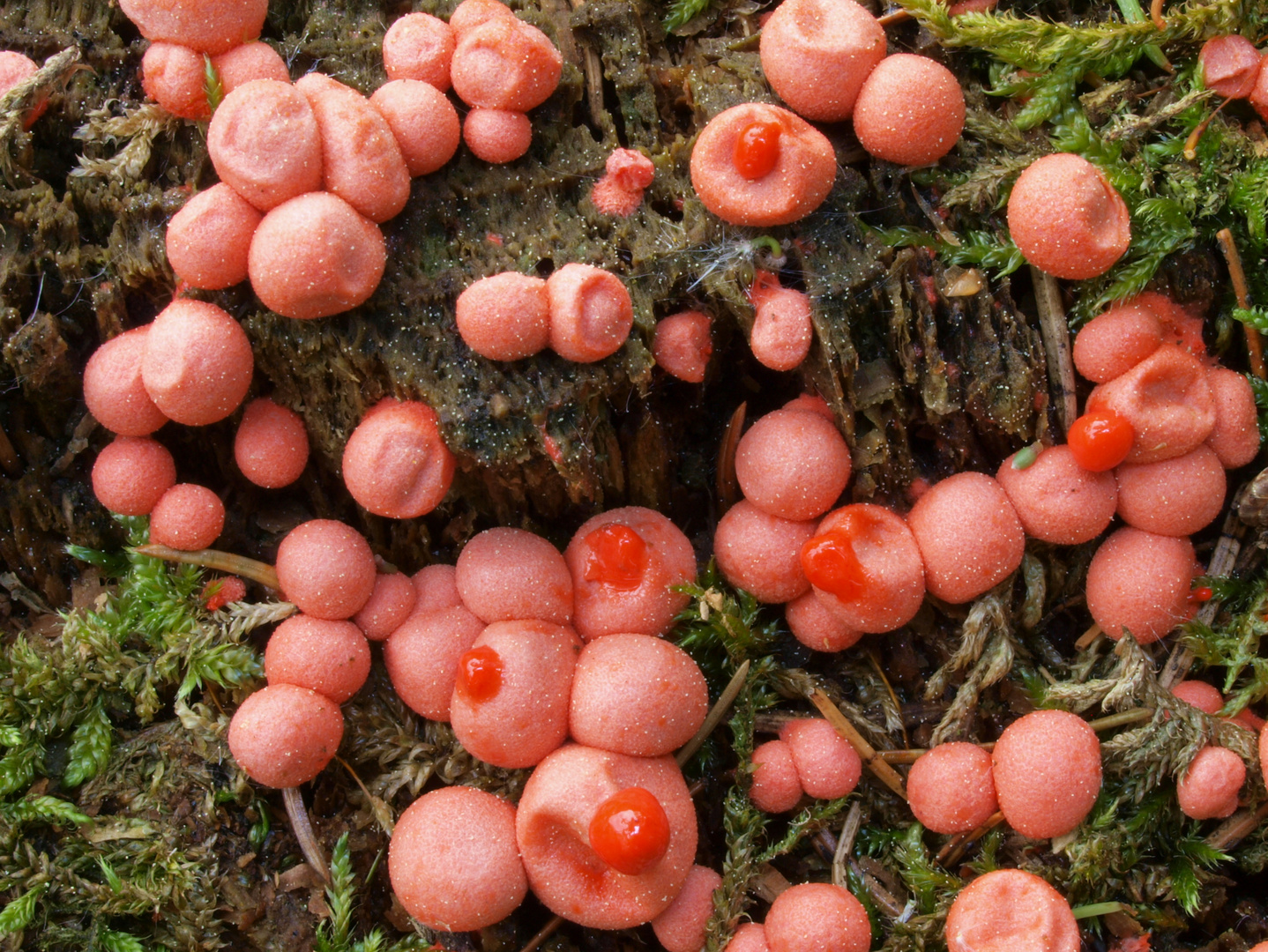 Blutmilchpilz - Lycogala epidendrum