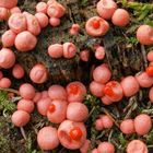 Blutmilchpilz - Lycogala epidendrum