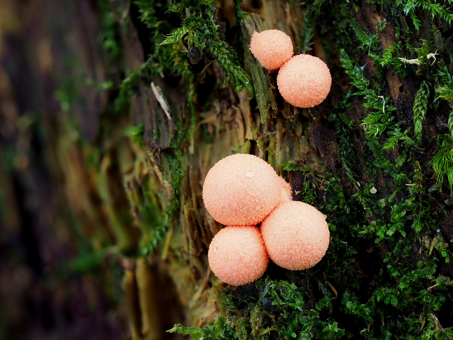 Blutmilchpilz, Lycogala epidendrum