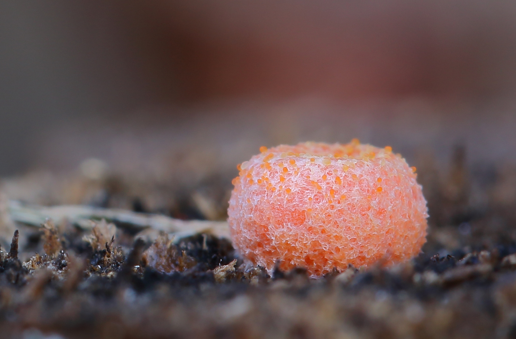 Blutmilchpilz/ Lycogala epidendrum