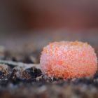 Blutmilchpilz/ Lycogala epidendrum