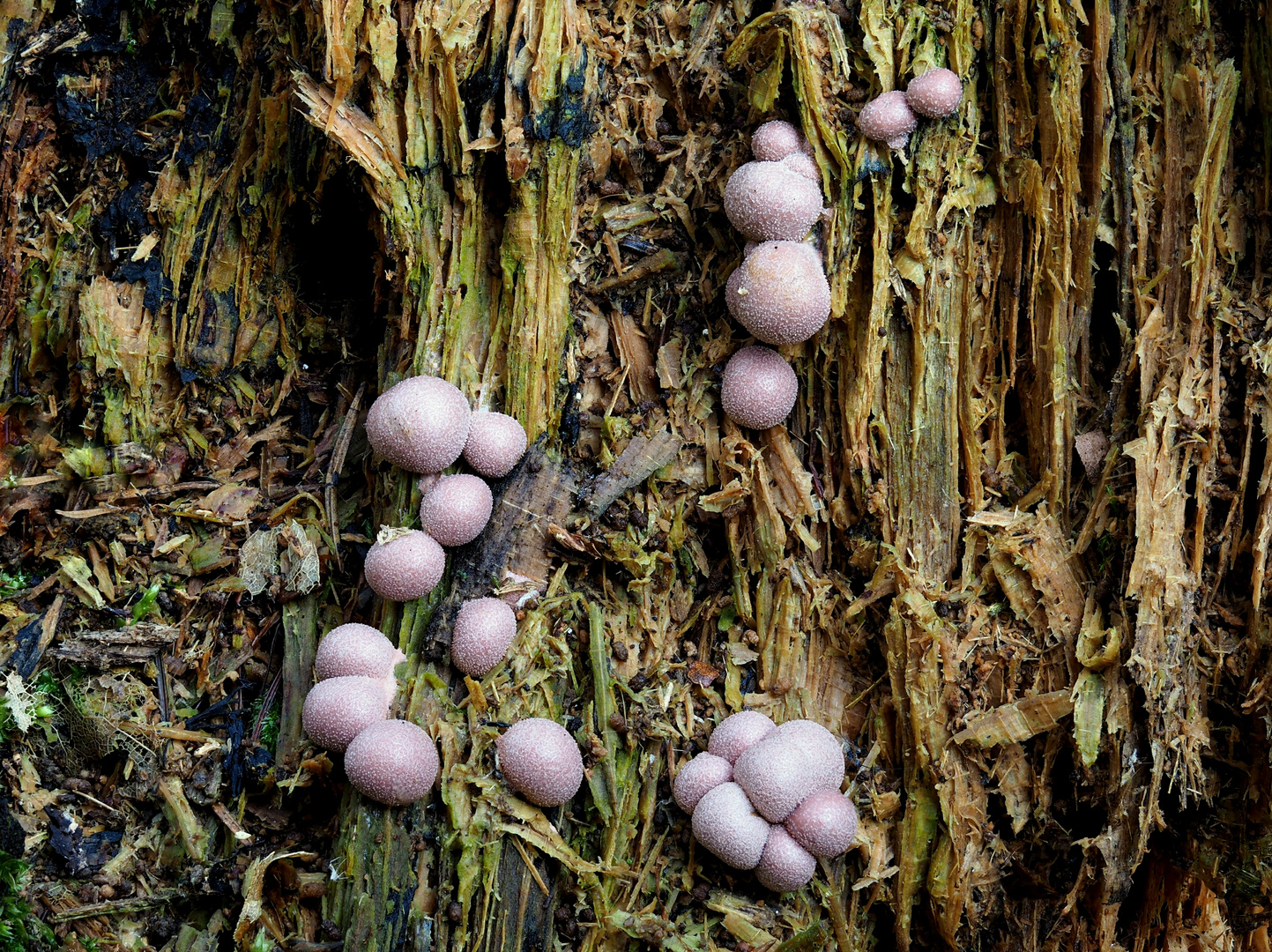 Blutmilchpilz (Lycogala epidendrum)