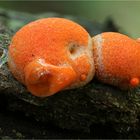 Blutmilchpilz (Lycogala epidendrum)