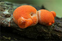 Blutmilchpilz (Lycogala epidendrum)